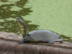 turtle.JPG (213 KB)
